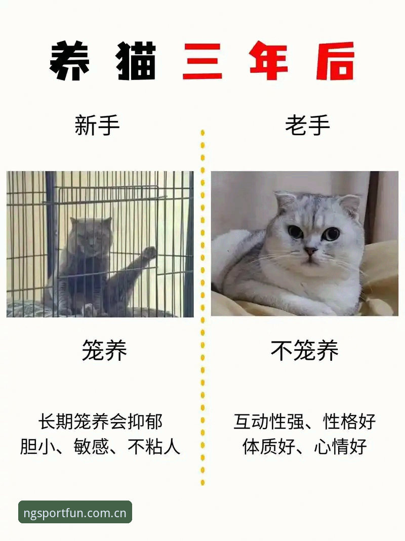 NG体育正版平台使用指南 NG体育正版平台使用指南:新手vs老手,哪个更适合你的入门选择?